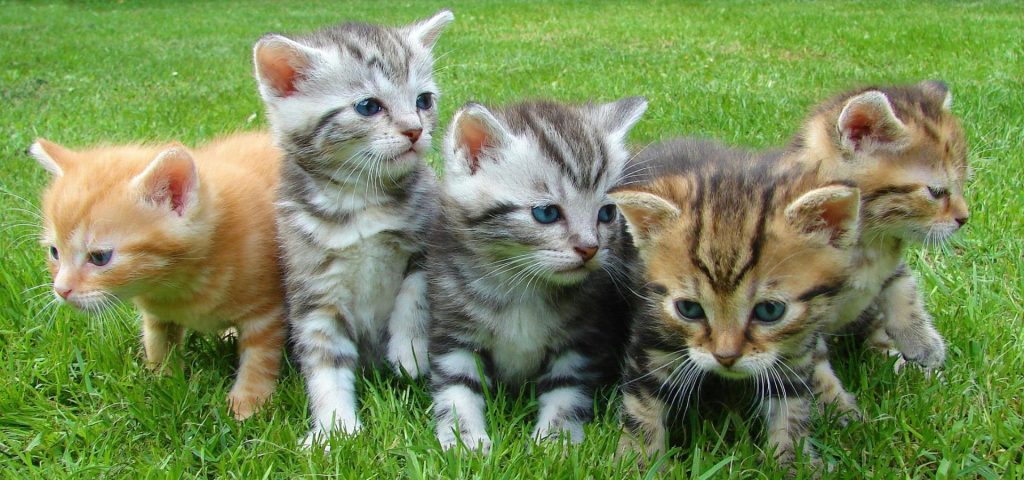 Manejo de Animais Domésticos