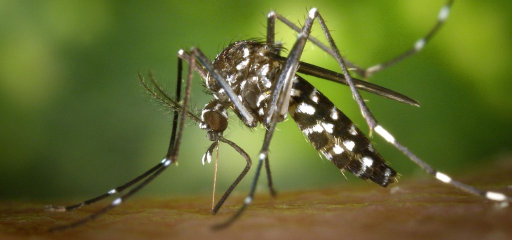 Controle de Mosquitos