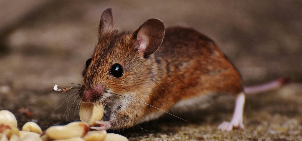 Controle de Roedores